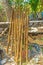 Cow dung on sticks drying in the sun