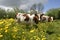 Cow in dutch landscape 1