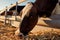 Cow eating dry corn in paddock with cattle on farm