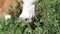 Cow eating grass on an alpine pasture