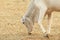 Cow eating grass in a farm pasture in the countryside of Brazil