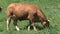 Cow eating grass in the French Alps, Col d\'Ornon, France