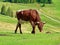 Cow eating grass grazing mountain summer meadow