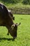 Cow eating grass on green field. Cute Cow grazing. Cows on Pasture