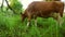 Cow is eating grass on green meadow. Cattle on farm. Breeding cattle