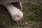 The cow is eating grass by the hedge.