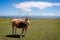 Cow eating grass in the meadow. On background the wind turbines