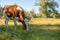 cow eating the grass on the mountain meadow, grazing on the field to produce organic milk