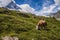 Cow eating grass near Matterhorn mountain in clouds