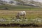 A cow eating grass in the pastures of the Aragonese Pyrenees