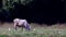 Cow eating grass with White crane near by