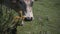 Cow eating with many flies in the mouth in Picos de Europa Spain