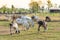 Cow eating organic grass in grazing