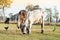 Cow eating organic grass in grazing