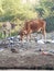 Cow eating polythene