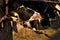 Cow is eating a silage, it is feeding in cowshed. Detail of cows head and chewing muzzle