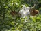 Cow eats grass grazing in the pastures