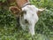 Cow eats grass grazing in the pastures