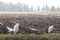 Cow Egrets in Field