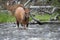 Cow elk attempting to cross river