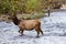 Cow Elk Crosses River As Fisherman Looks On In Background