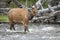 Cow elk crossing river