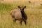 Cow elk in golden meadow of Rocky Mountains