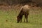 Cow Elk Grazing