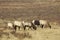 Cow Elk Herd Feeding