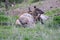 Cow Elk in a mountain Ravine