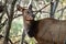 Cow Elk In Tangle of Forest