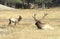 A cow Elk wanders by a resting bull in Yellowstone Park