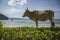 A cow on an Empty beach in Aceh, Indonesia