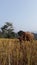 A cow enjoying in the midst of hay