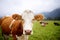 Cow in European meadow near famous castle Neuschwanstein. Bavaria, Germany Deutschland