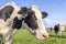 Cow face looking naughty, black and white, curious gentle expression, in a green field