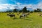 Cow farm animal over green glass field