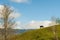 Cow farm grazing green grass on the hill