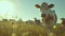 Cow farm, An image of cows in a meadow, Agriculture animal, organic farm