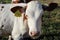 A cow on a farm with a number looks at the camera and is sad because it will soon be eaten