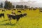 Cow farm over green glass field and mountain background