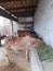 Cow farm in Punjab Pakistan village