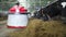 A cow farm with a robotic robot helping to move hay.