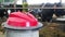 A cow farm with a robotic robot helping to move hay.