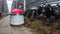 A cow farm with a robotic robot helping to move hay.