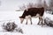 Cow farm scenery in Apuseni Mountains, Romania during winter