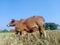 A cow feeding a calf in a rural paddy field.