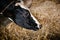 Cow Feeding Grazing Grass in Dairy Cattle Farm, Business Livestock and Agriculture Entrepreneur. Dairy Farming