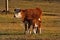 Cow feeding milk to a calf