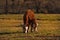 Cow feeding milk to a calf